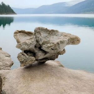 Natural Oreodont Vertebra Fossil In Stone Matrix